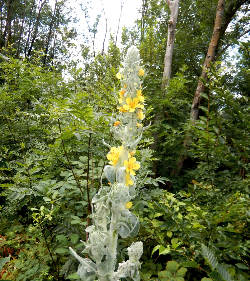 Изображение особи Verbascum gnaphalodes.