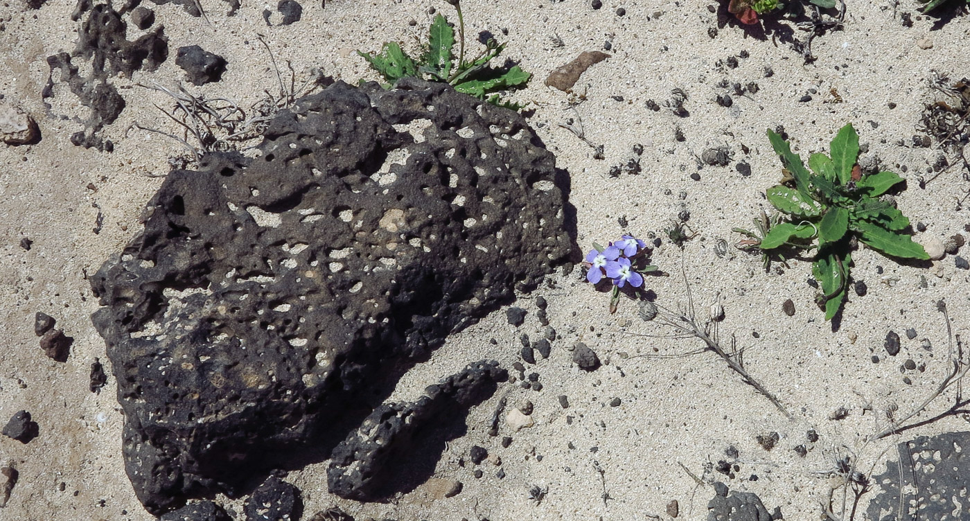 Image of Matthiola fruticulosa var. bolleana specimen.