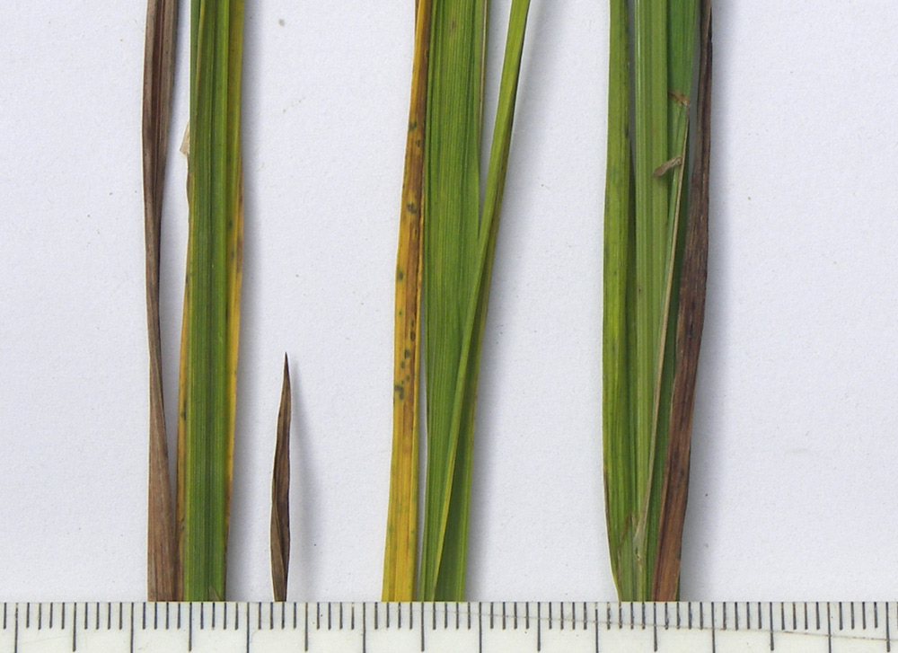 Image of Carex caucasica specimen.