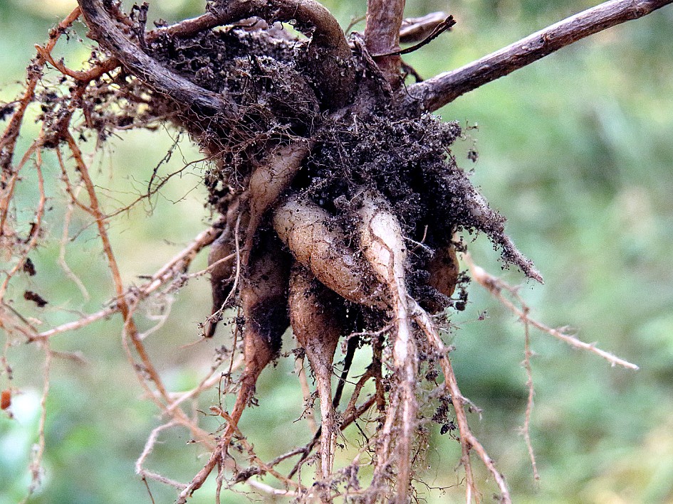 Изображение особи Hylotelephium stepposum.