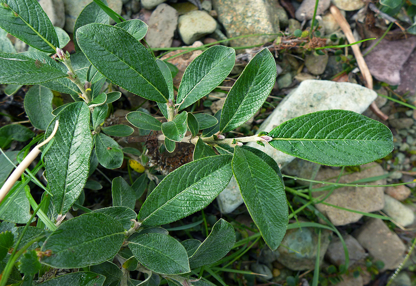 Изображение особи Salix alaxensis.