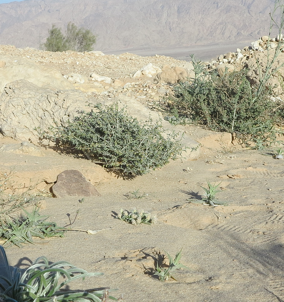Image of Helianthemum lippii specimen.