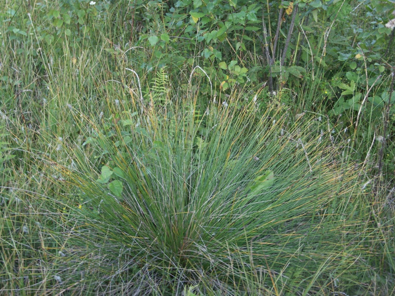 Изображение особи Schoenus ferrugineus.