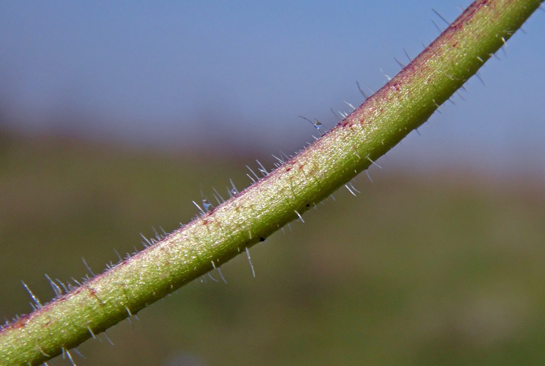 Image of Erodium cicutarium specimen.