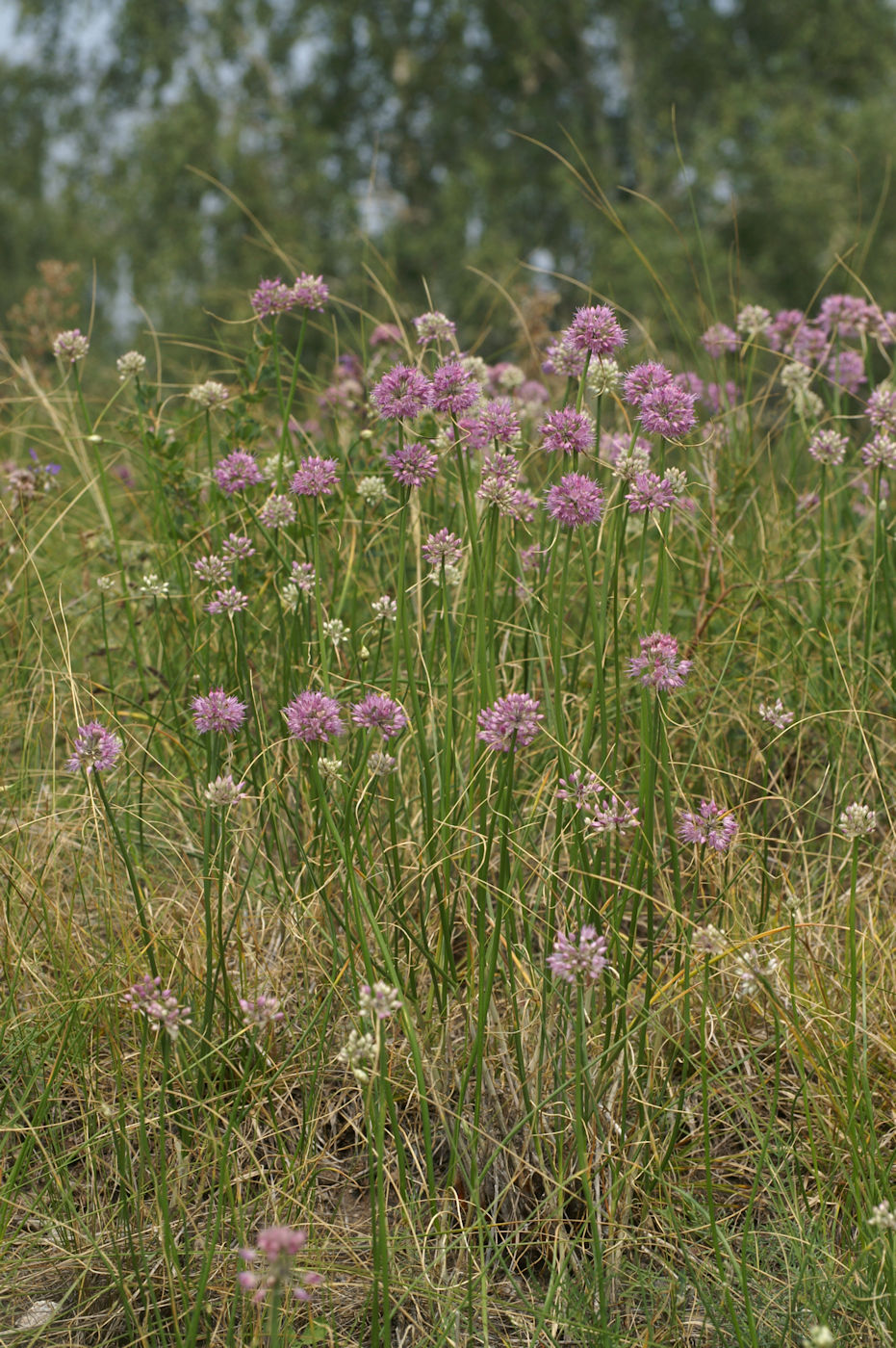 Изображение особи Allium cretaceum.