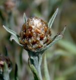 Centaurea jacea ssp. substituta