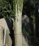 Alluaudia ascendens. Нижняя часть ствола. Израиль, Шарон, г. Тель-Авив, ботанический сад \"Сад кактусов\". 27.12.2015.