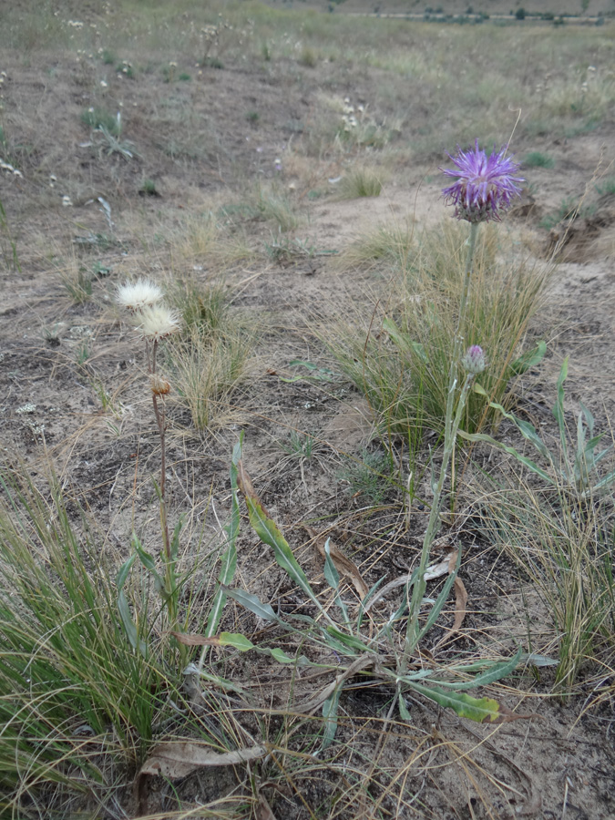 Изображение особи Jurinea longifolia.