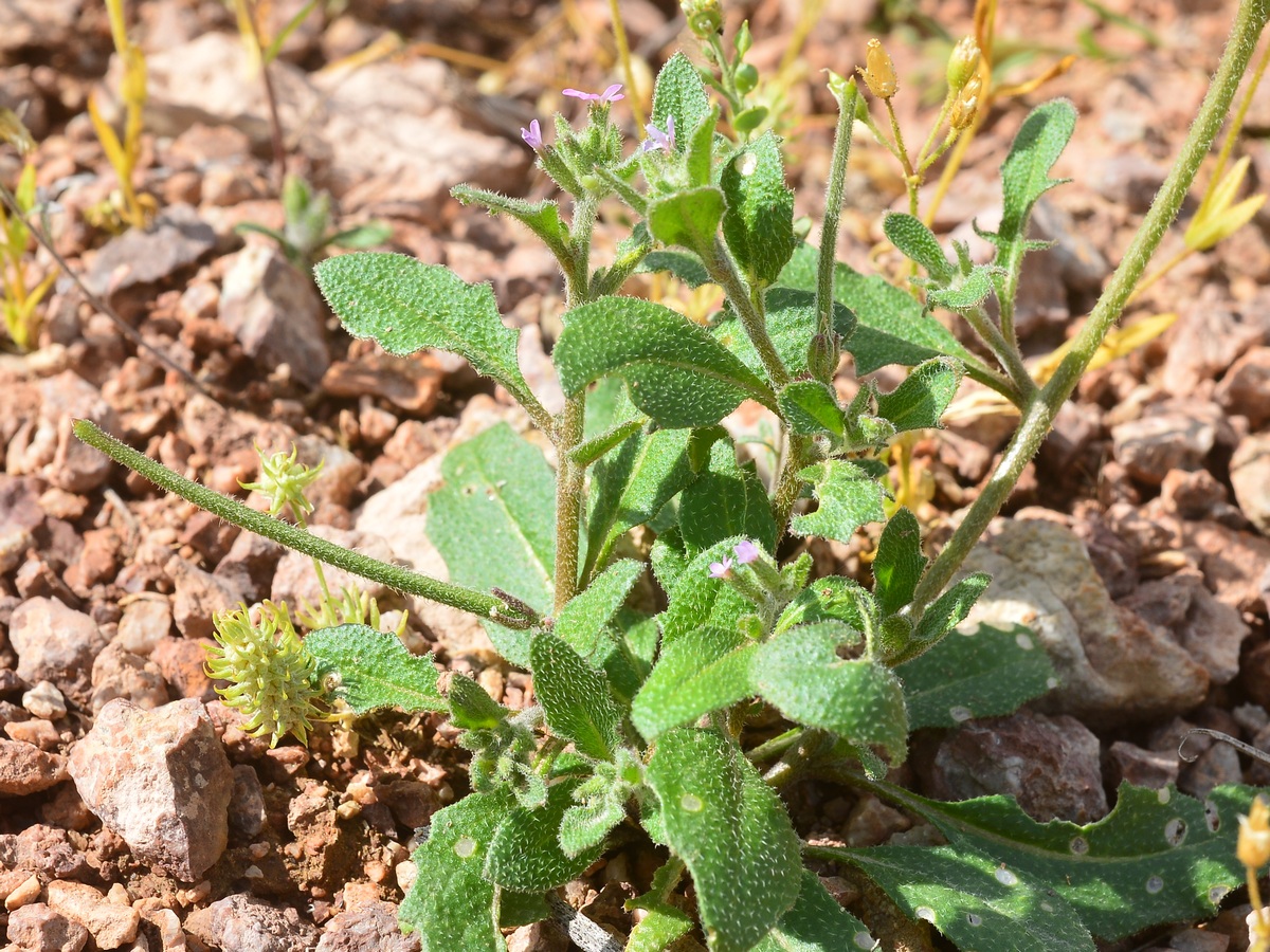 Изображение особи Strigosella africana.