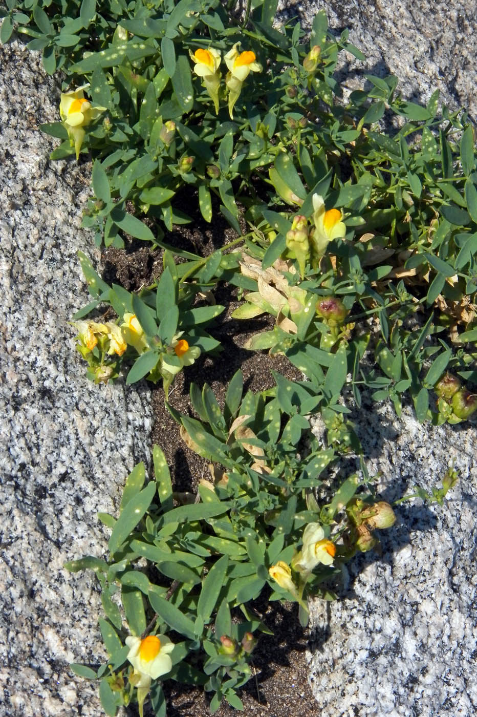 Image of Linaria japonica specimen.