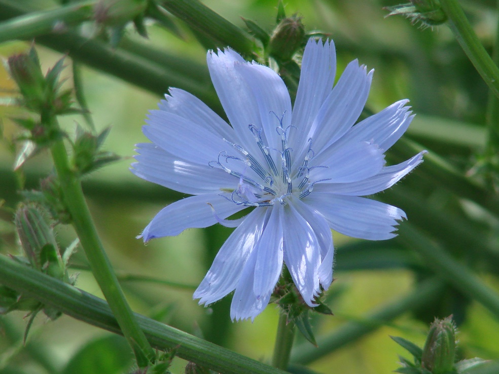 Изображение особи Cichorium intybus.