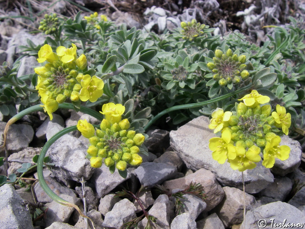 Изображение особи род Alyssum.