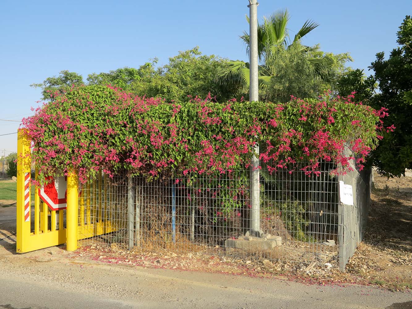 Image of Antigonon leptopus specimen.