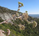 Seseli ponticum