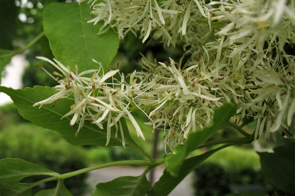 Изображение особи Fraxinus ornus.