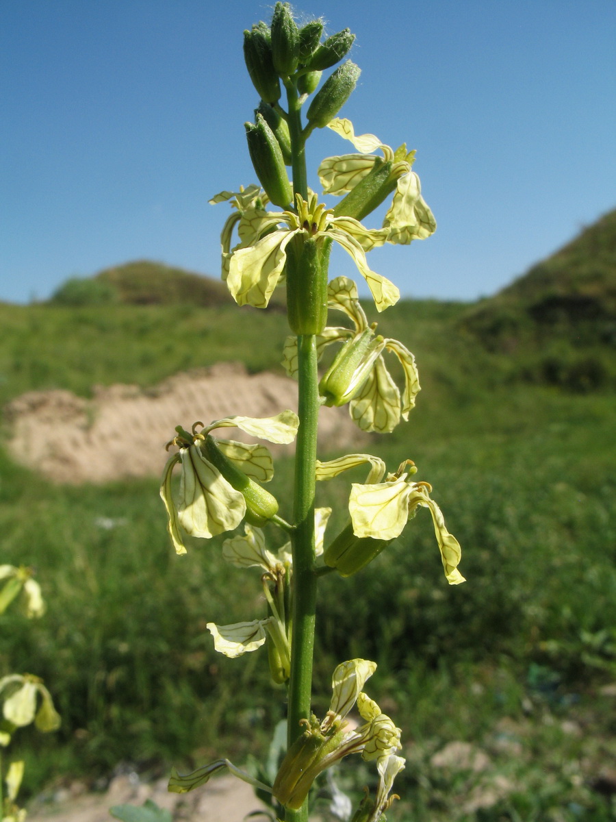 Изображение особи Eruca sativa.