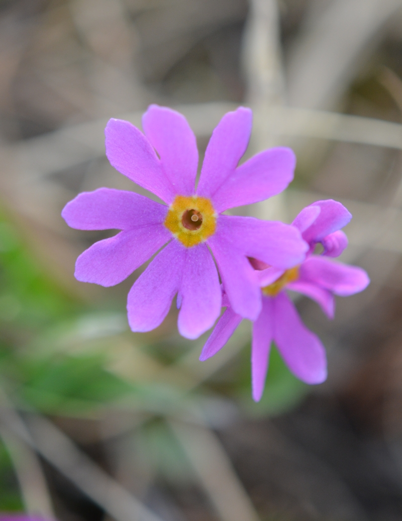 Image of Primula cuneifolia specimen.