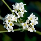 Galium biebersteinii