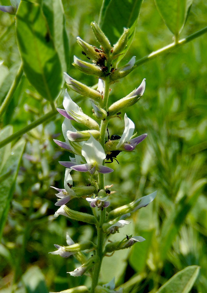 Изображение особи Glycyrrhiza glandulifera.