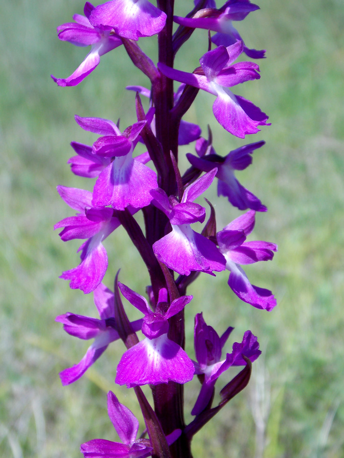 Image of Anacamptis laxiflora ssp. dielsiana specimen.
