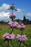 Phlomoides tuberosa. Соцветия. Свердловская обл., окр. г. Североуральск, разнотравный луг в еловом лесу. 11.07.2007.