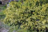 Chamaecyparis pisifera