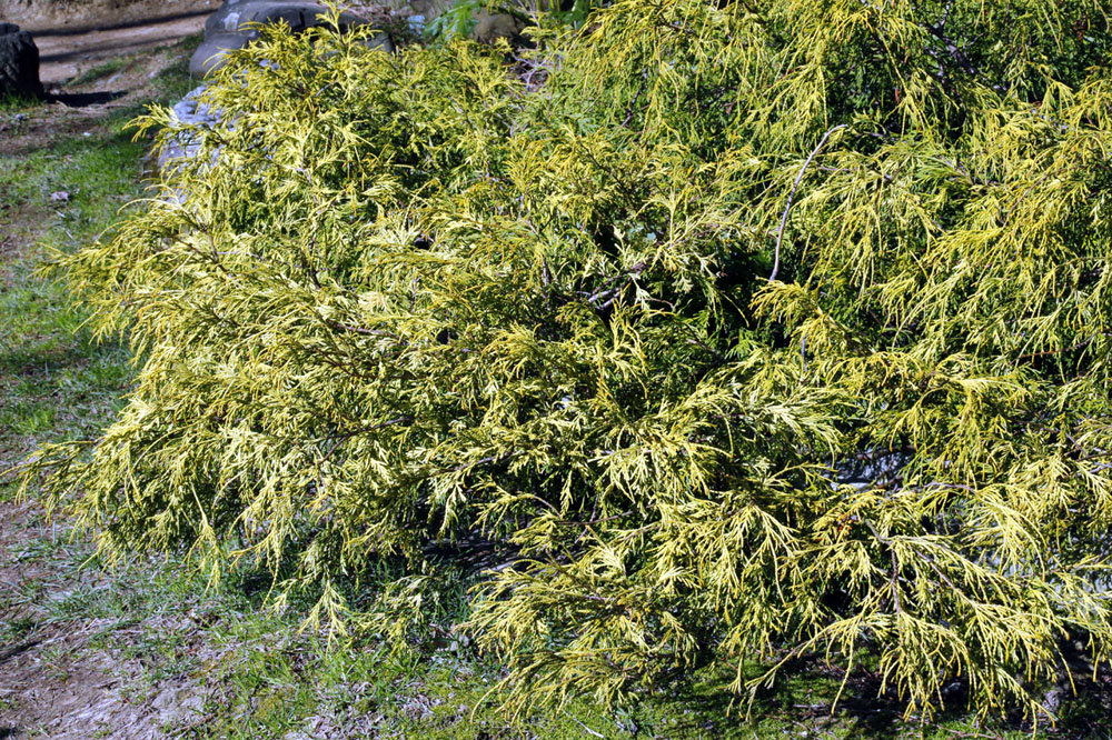 Image of Chamaecyparis pisifera specimen.