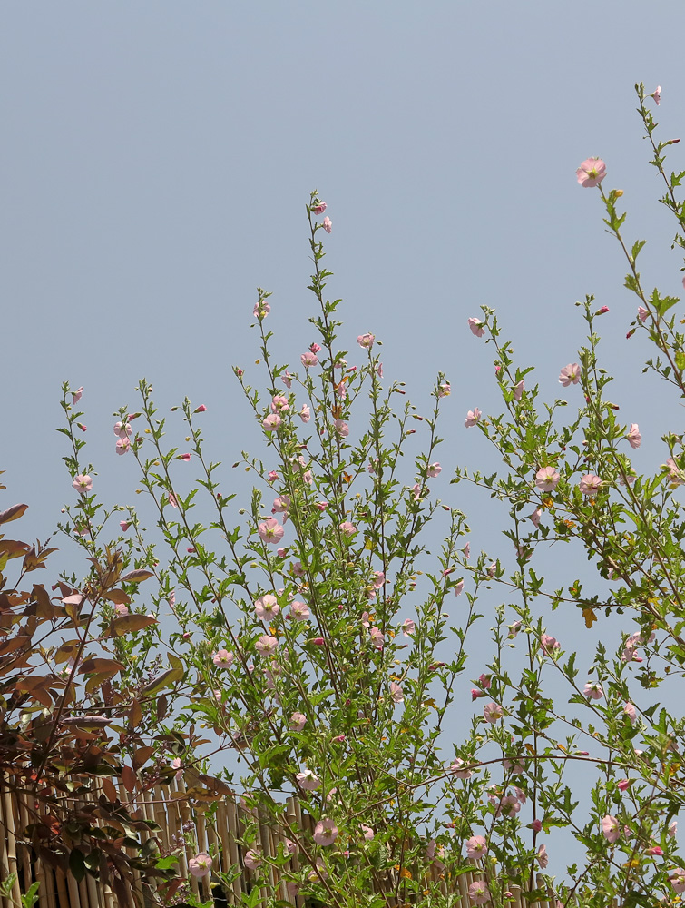 Изображение особи Anisodontea capensis.