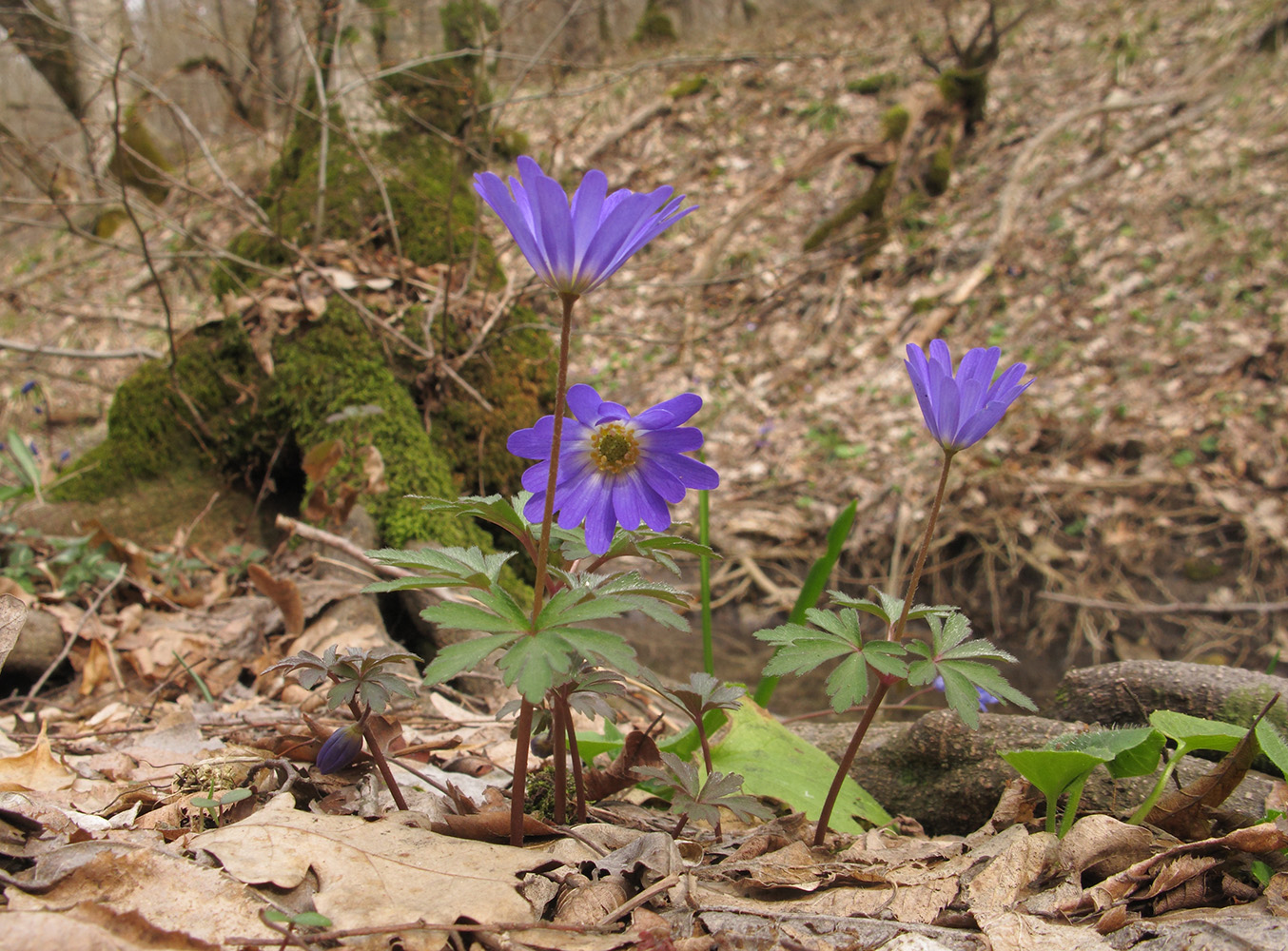 Image of Anemone banketovii specimen.