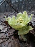 Petasites amplus