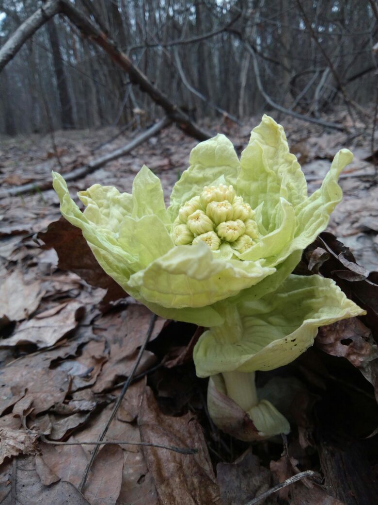 Image of Petasites amplus specimen.