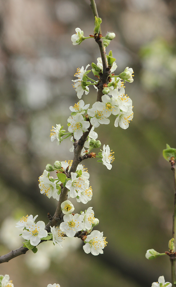 Image of Prunus domestica specimen.