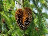 Picea abies