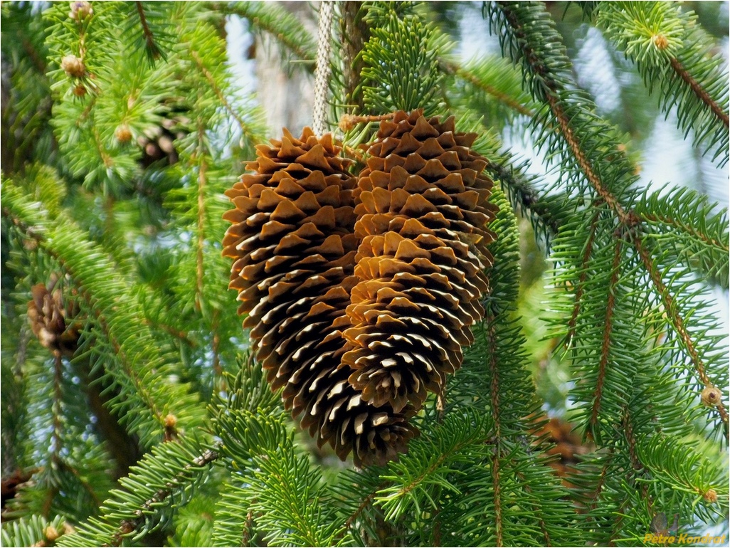 Изображение особи Picea abies.