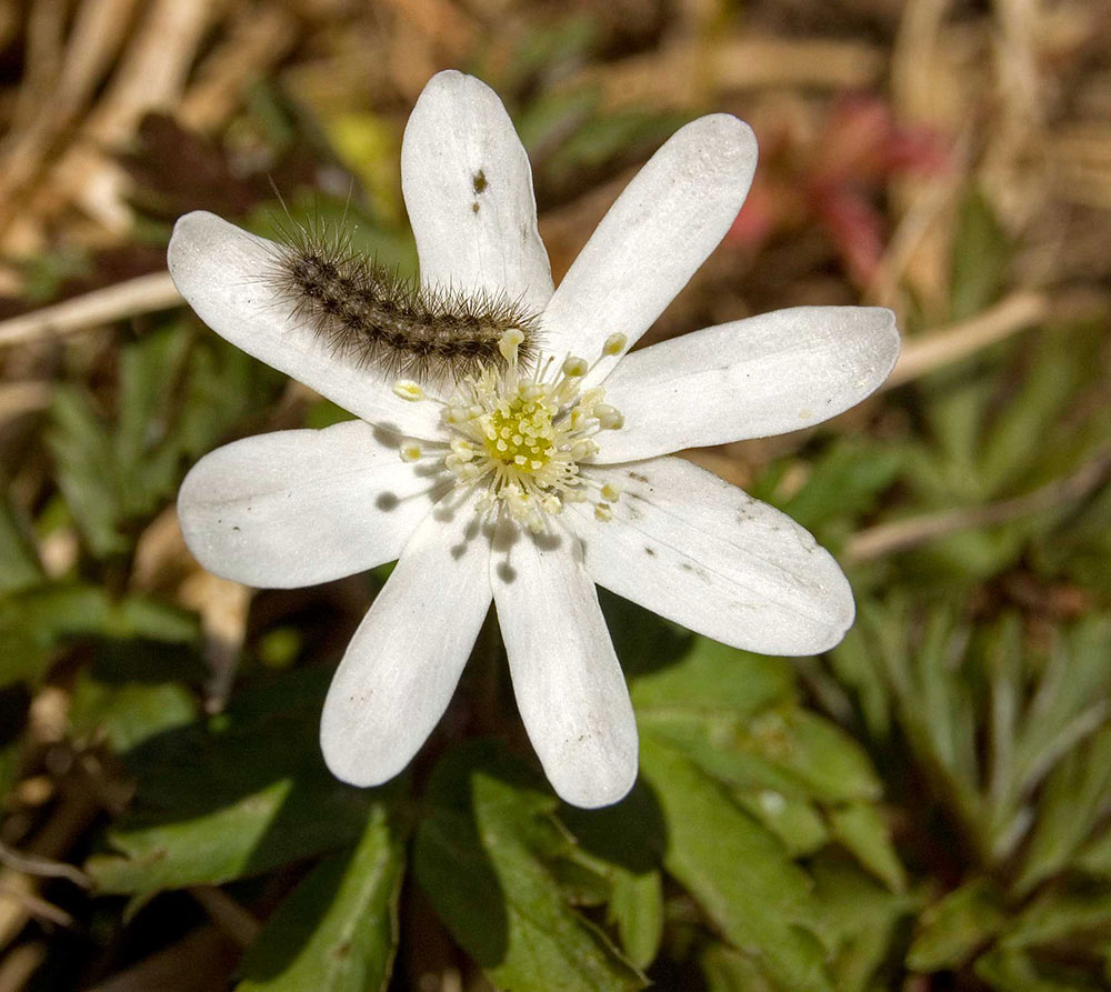 Изображение особи Anemone altaica.