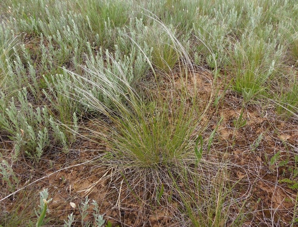 Image of Stipa dasyphylla specimen.