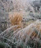 Molinia подвид arundinacea