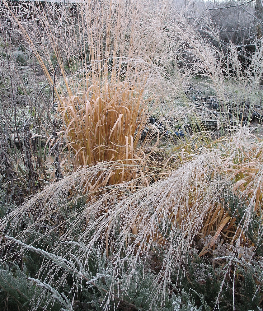 Image of Molinia caerulea ssp. arundinacea specimen.