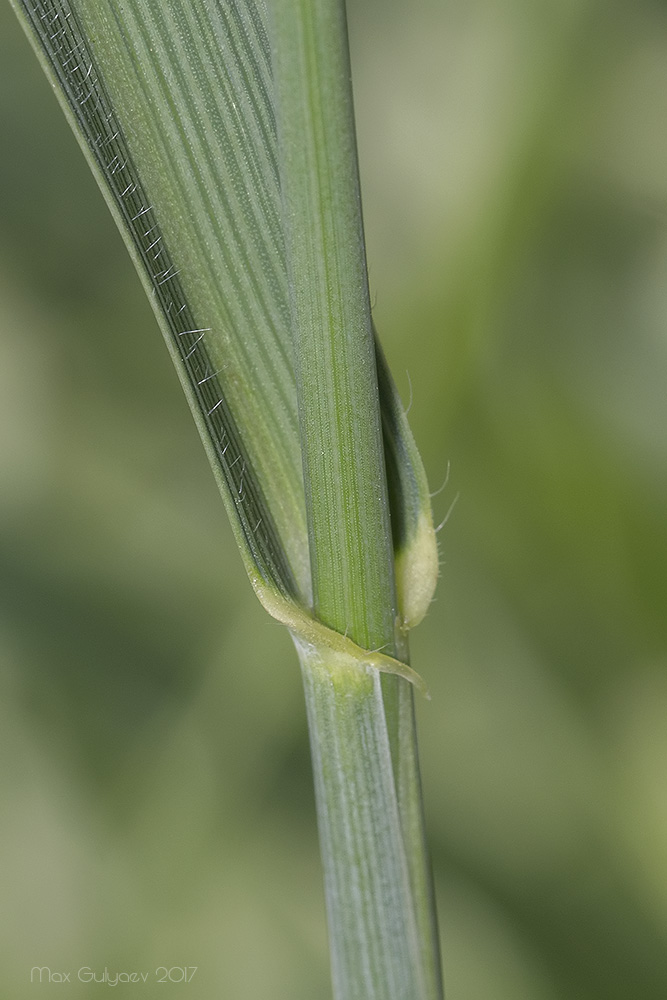 Изображение особи Bromopsis riparia.