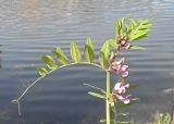 Vicia sepium. Верхушка цветущего побега. Ярославская обл., Переславский р-н, с. Большая Брембола, луг у р. Ветлянка. 11.06.2017.