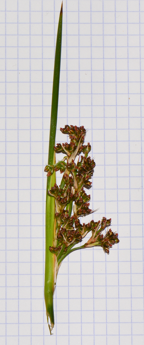Изображение особи Juncus acutus.