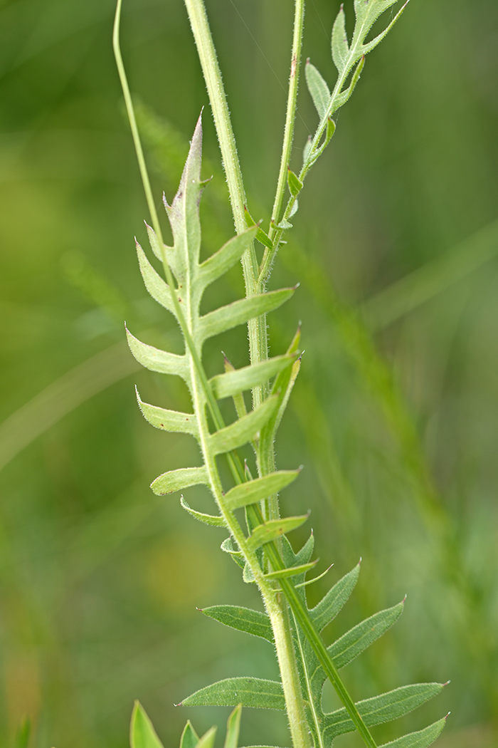 Image of Klasea radiata specimen.