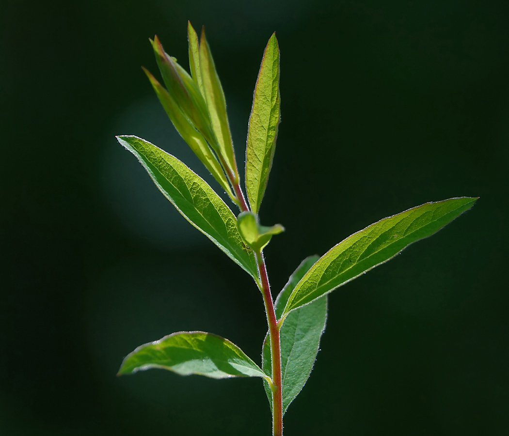 Image of Spiraea × cinerea specimen.