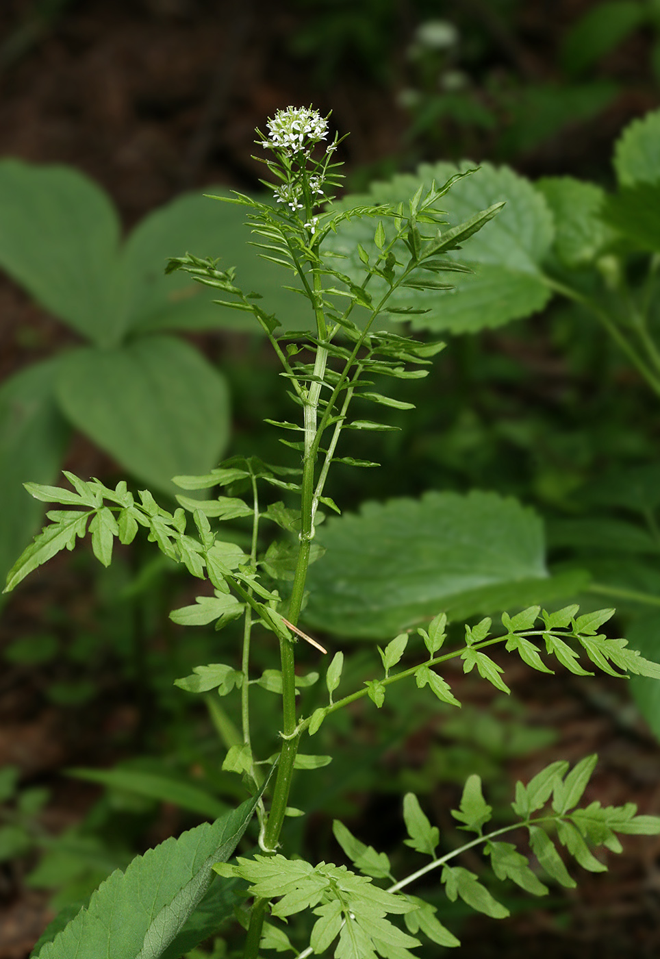 Изображение особи Cardamine impatiens.