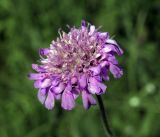 Knautia arvensis. Соцветие. Московская обл., Раменский р-н, окр. ж.-д. платформы Хрипань, просека под ЛЭП. 04.07.2017.
