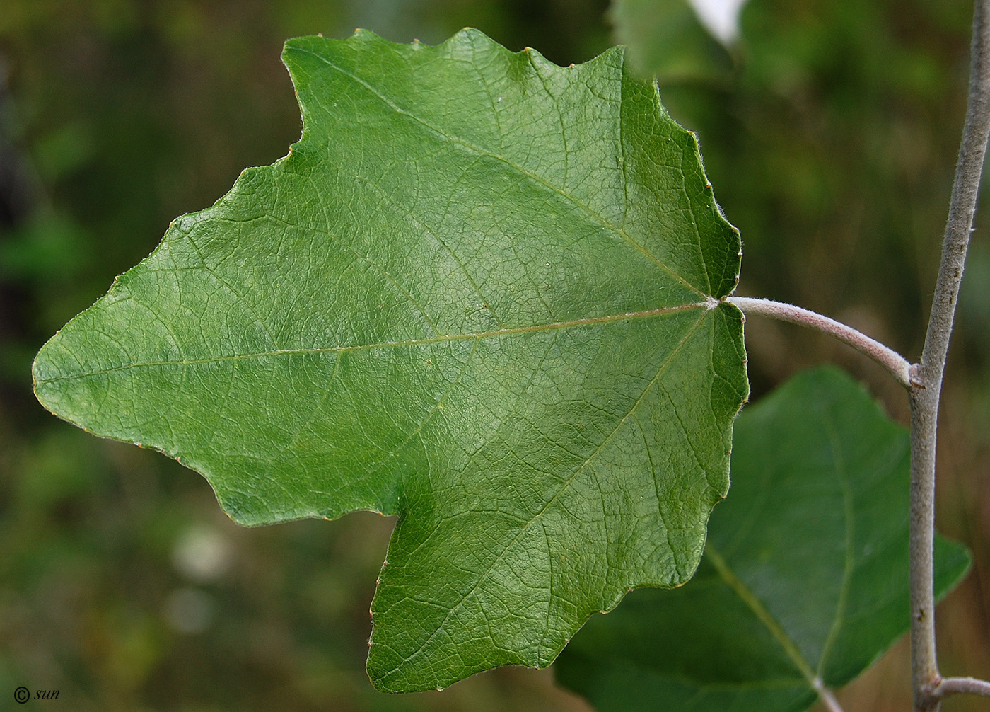 Изображение особи Populus alba.