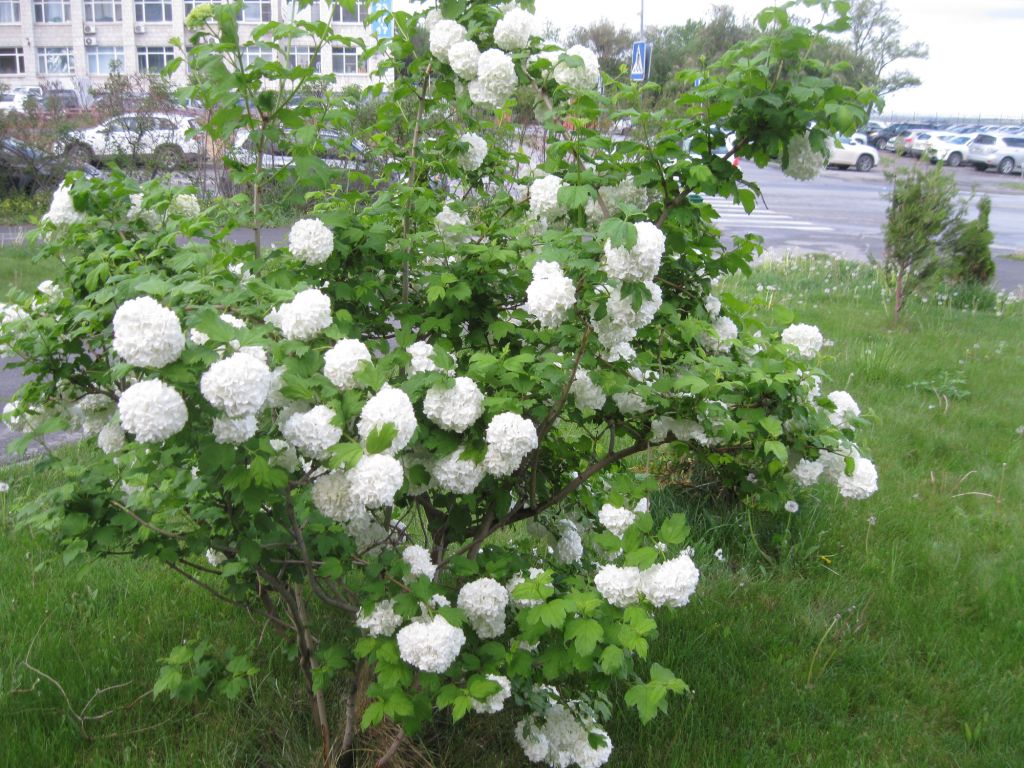 Изображение особи Viburnum opulus f. roseum.