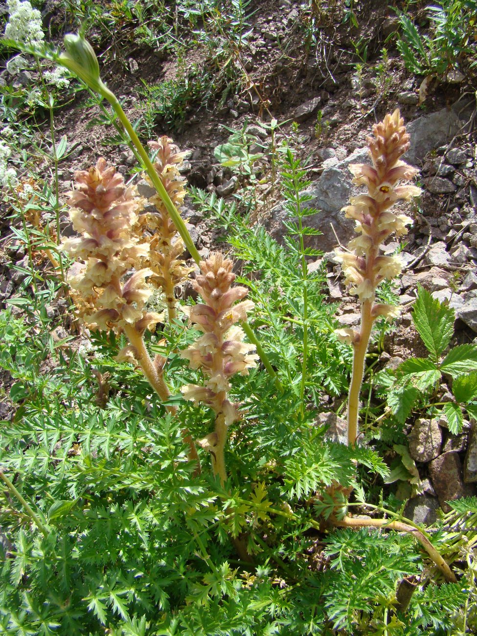 Изображение особи Orobanche alsatica.