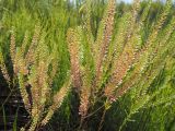 Lepidium densiflorum