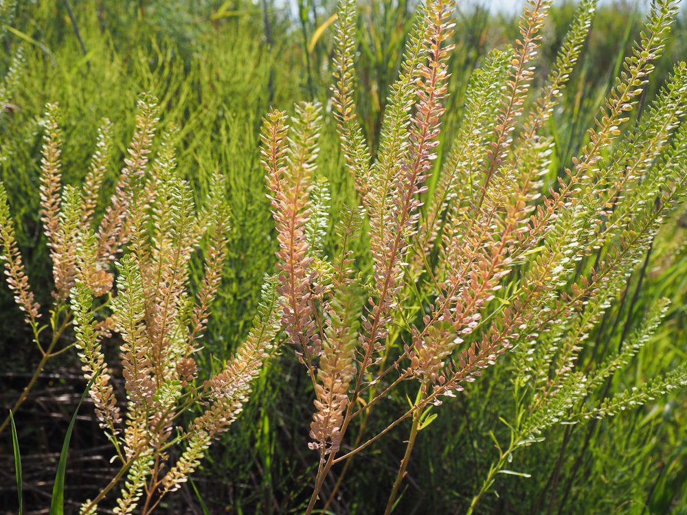 Изображение особи Lepidium densiflorum.